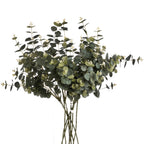 Eucalyptus Spray – alternate view 4