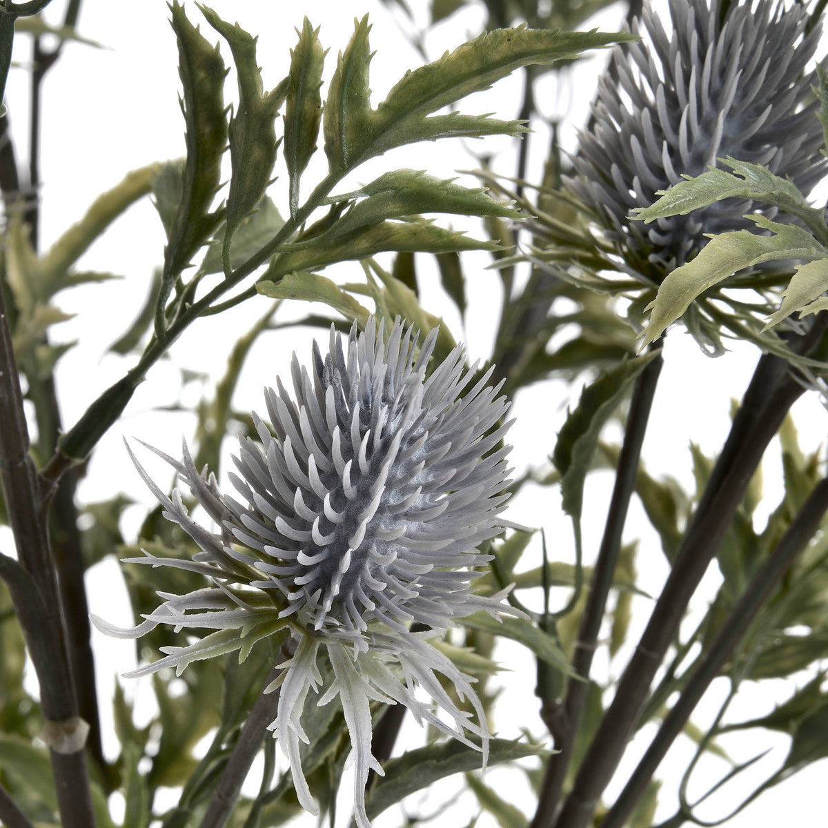 Eryngium Thistle – alternate view 5