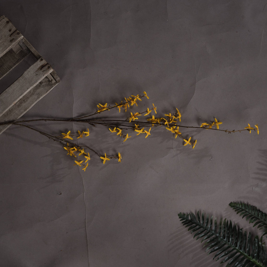 Forsythia – alternate view 2