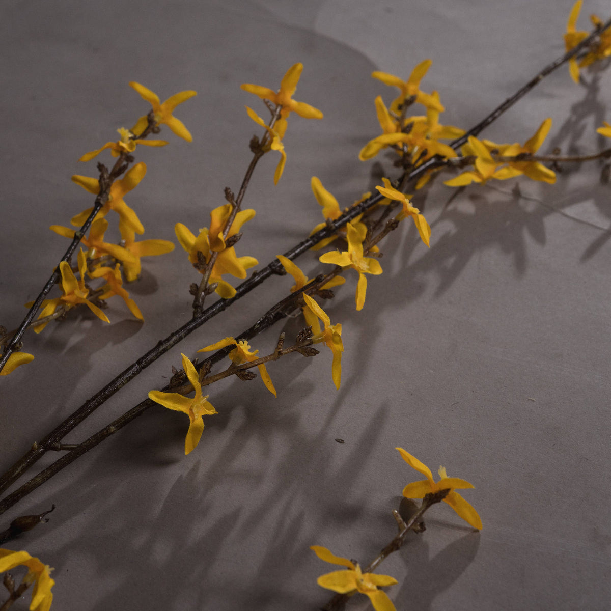 Forsythia – alternate view 3