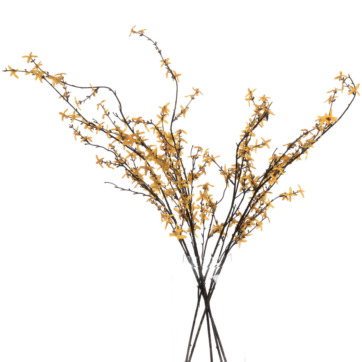 Forsythia – alternate view 4