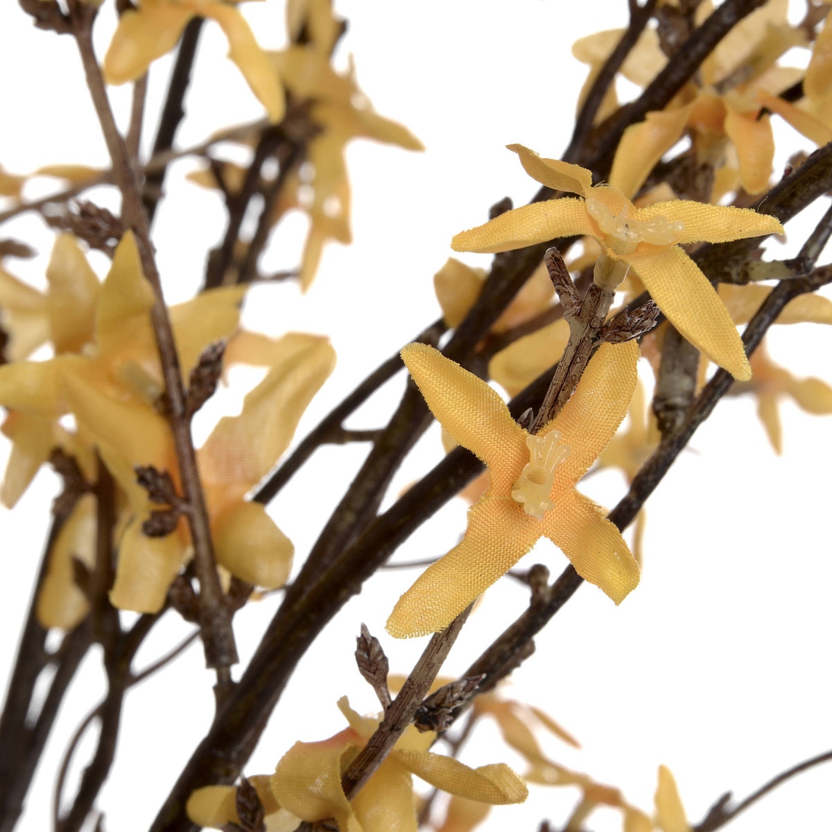 Forsythia – alternate view 5