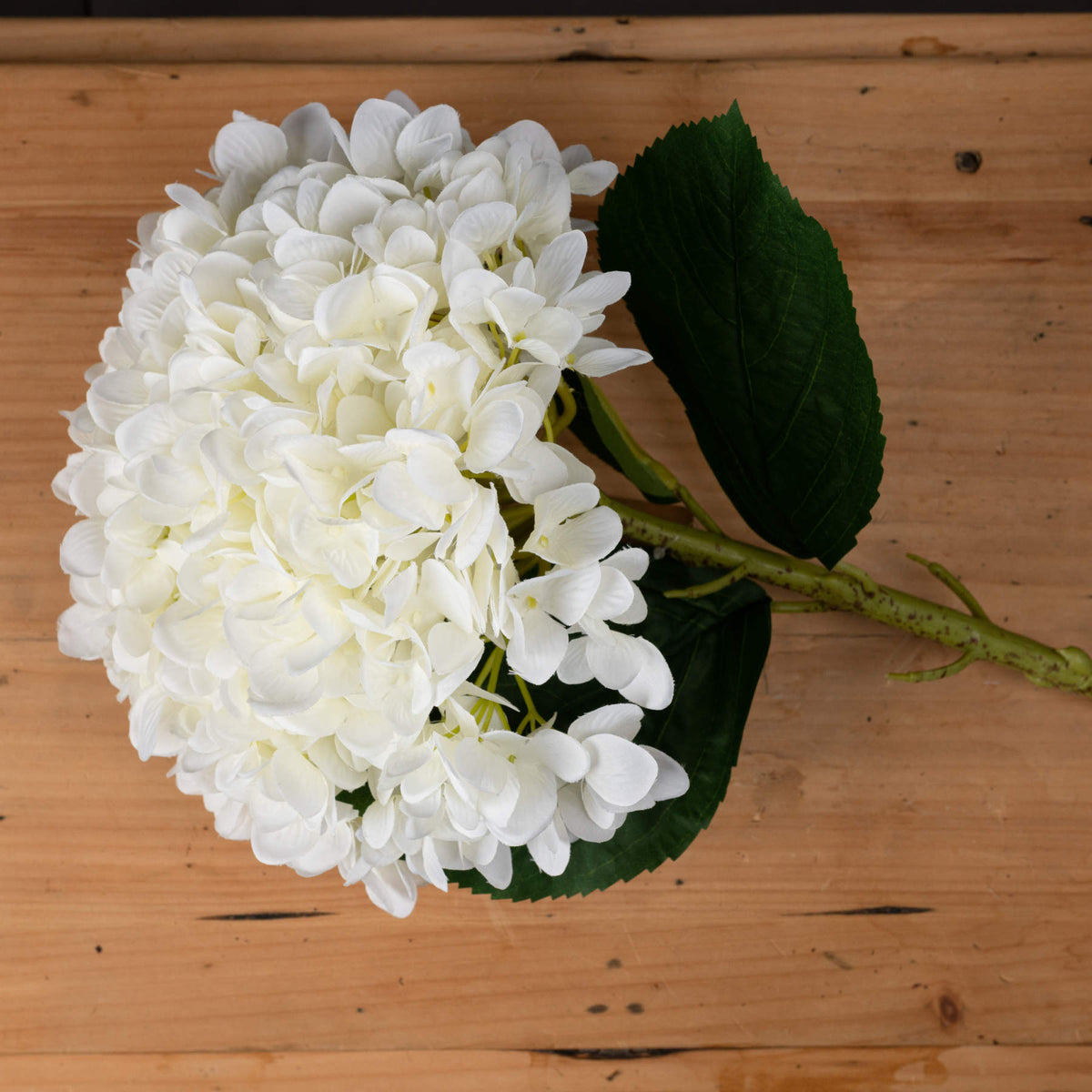 Oversized White Hydrangea – alternate view 2