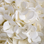 Oversized White Hydrangea – alternate view 5