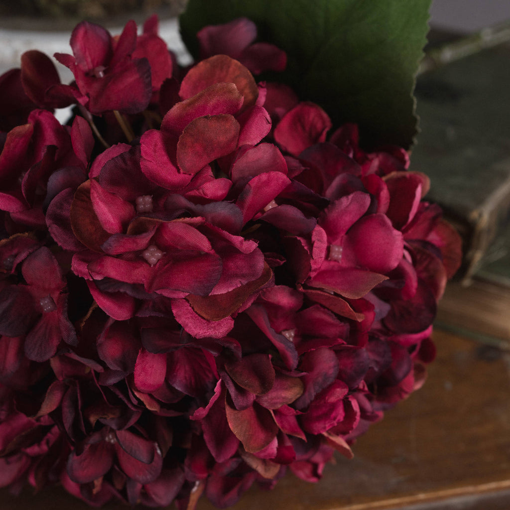 Autumn Ruby Hydrangea – alternate view 3
