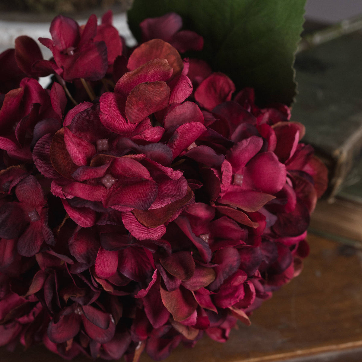 Autumn Ruby Hydrangea – alternate view 3
