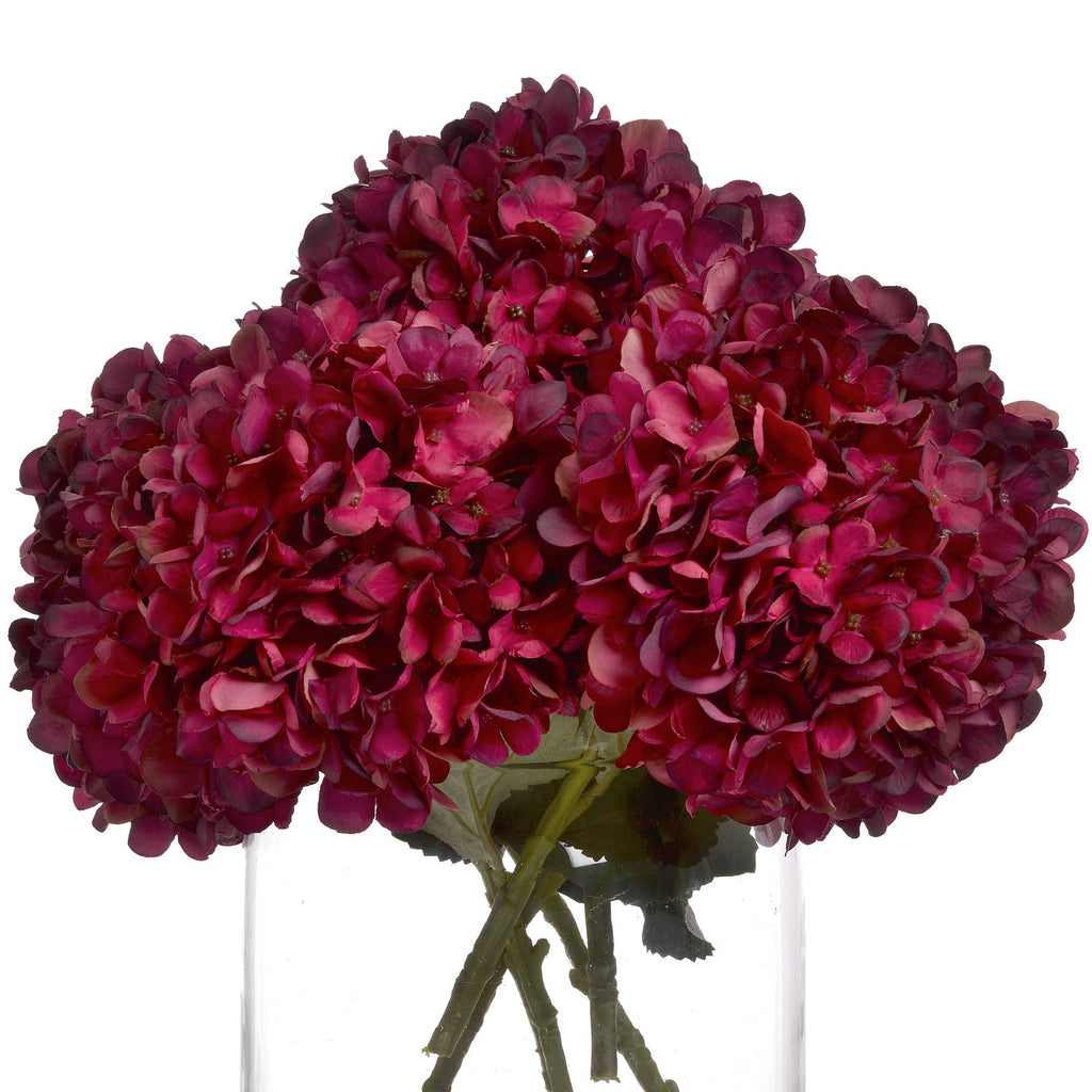 Autumn Ruby Hydrangea – alternate view 4