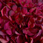 Autumn Ruby Hydrangea – alternate view 5