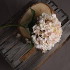 Autumn White Hydrangea – alternate view 2