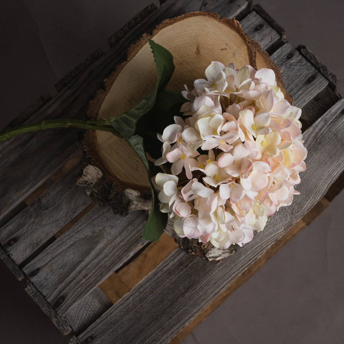 Autumn White Hydrangea – alternate view 2