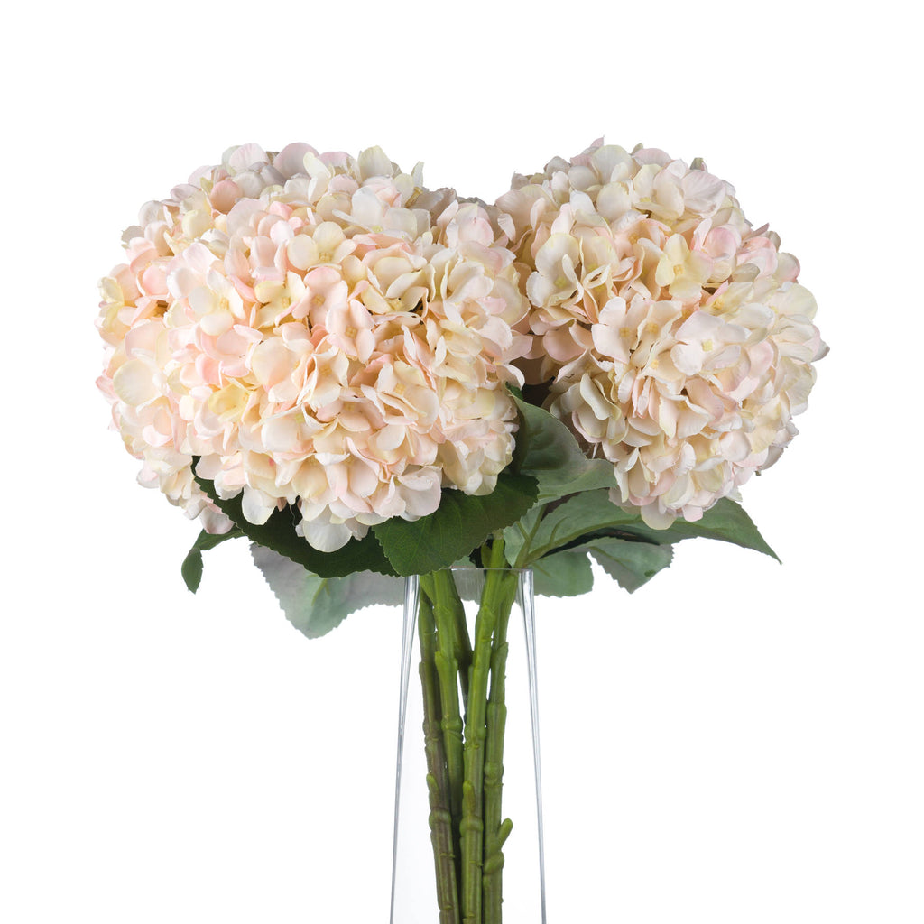 Autumn White Hydrangea – alternate view 4