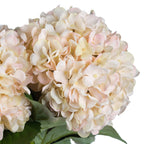 Autumn White Hydrangea – alternate view 5