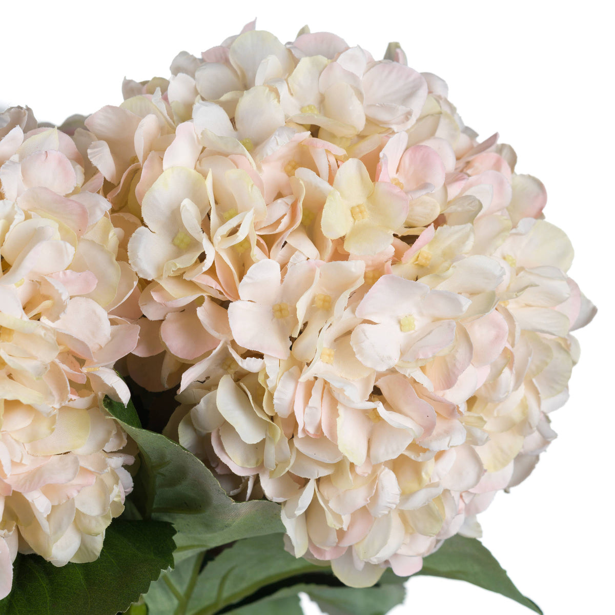 Autumn White Hydrangea – alternate view 5