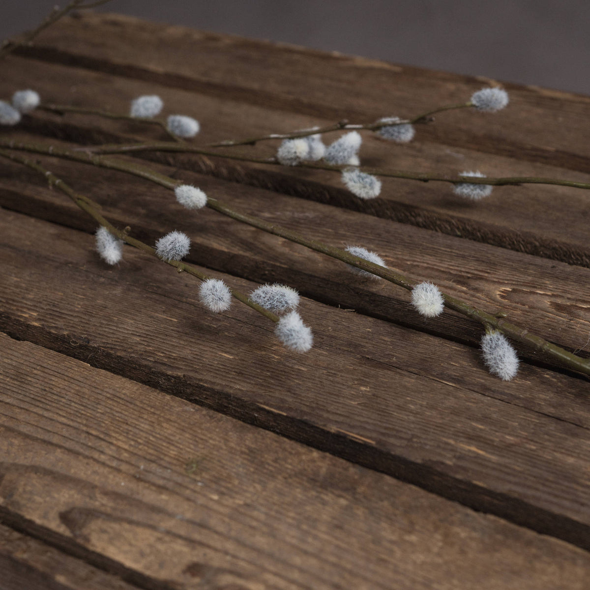 Pussy Willow Branch – alternate view 3