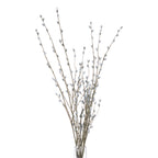 Pussy Willow Branch – alternate view 4