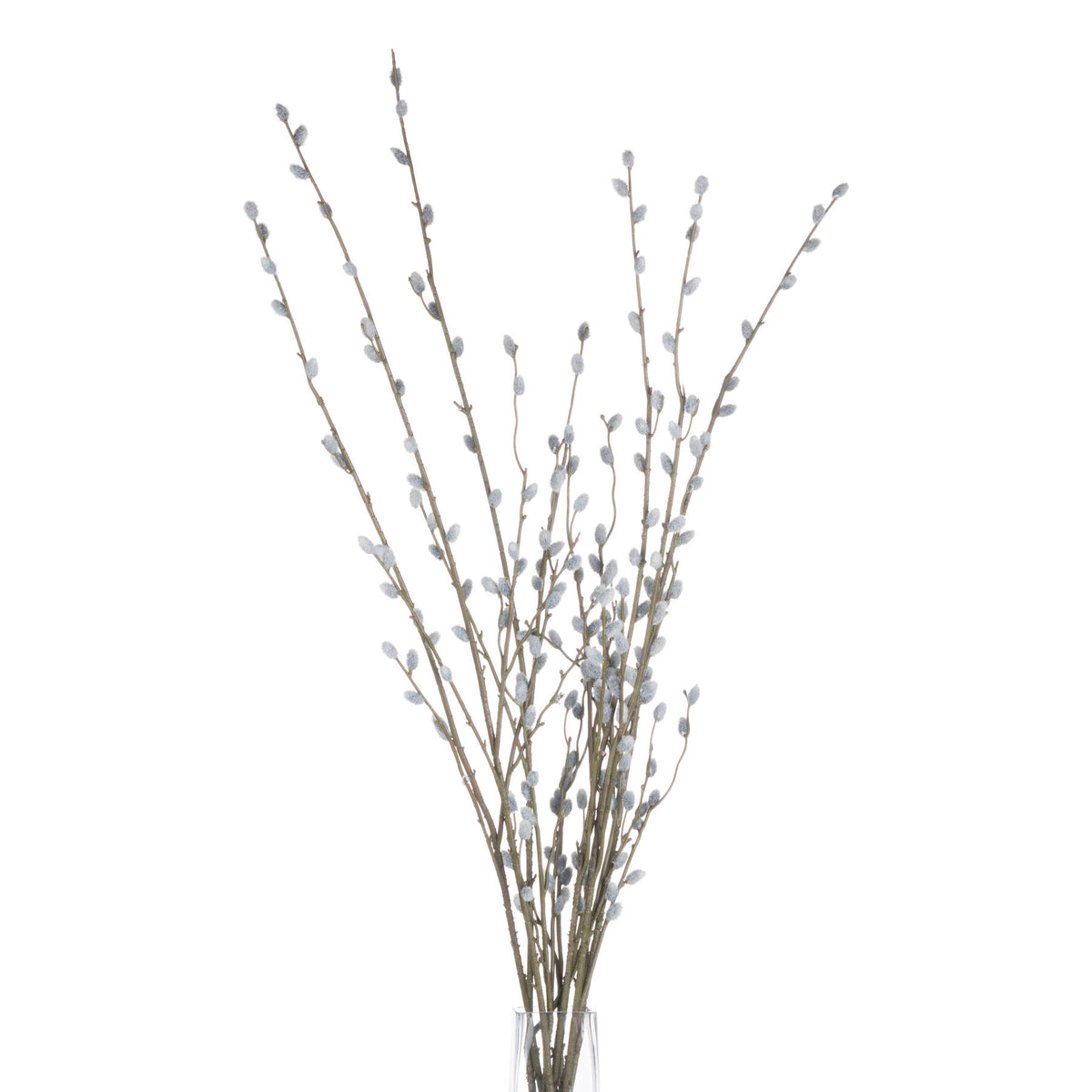 Pussy Willow Branch – alternate view 4