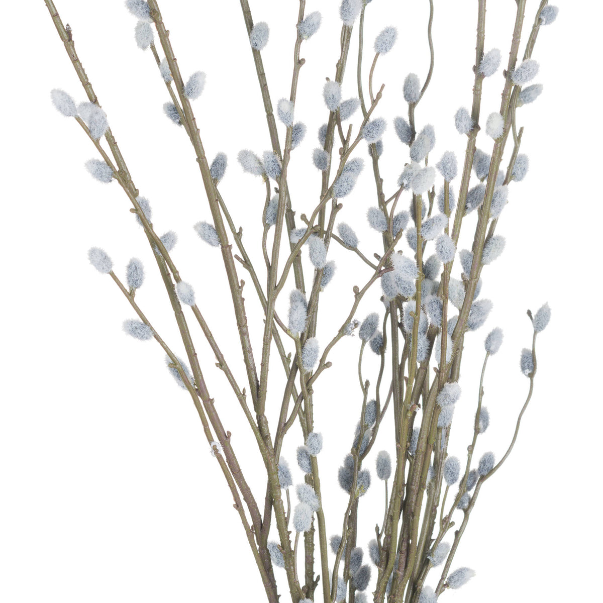Pussy Willow Branch – alternate view 5