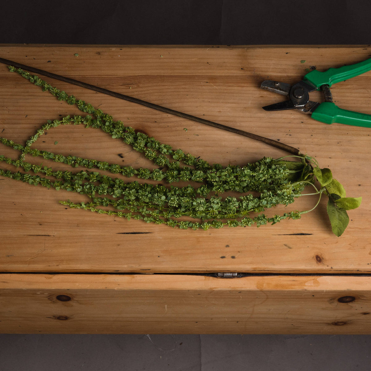 Green Amaranthus – alternate view 2