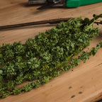 Green Amaranthus – alternate view 3