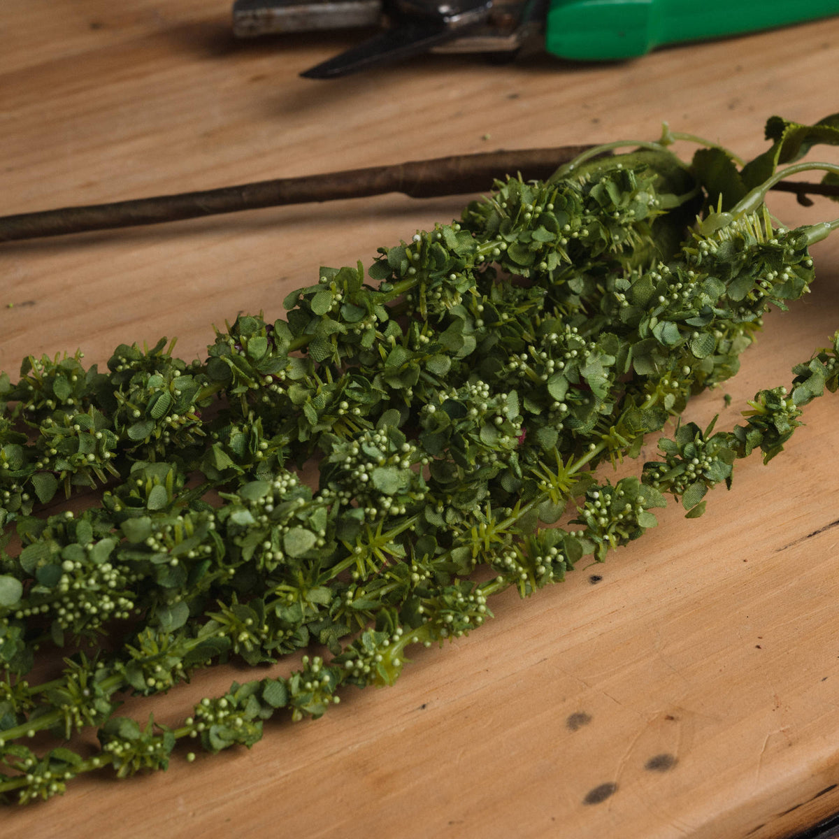 Green Amaranthus – alternate view 3