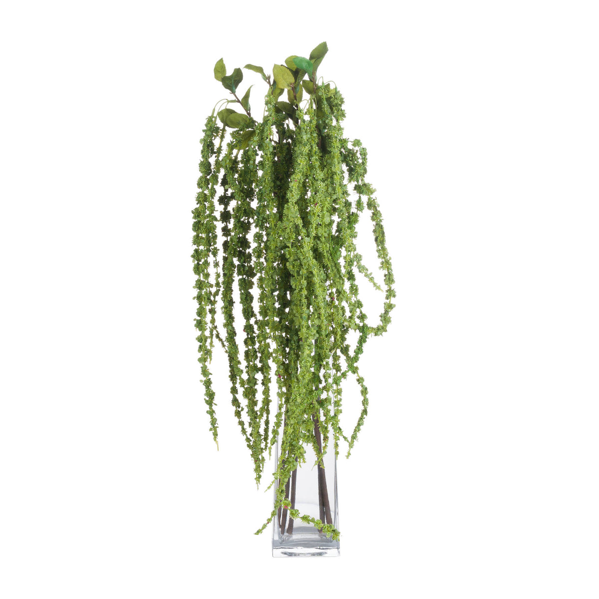 Green Amaranthus – alternate view 4