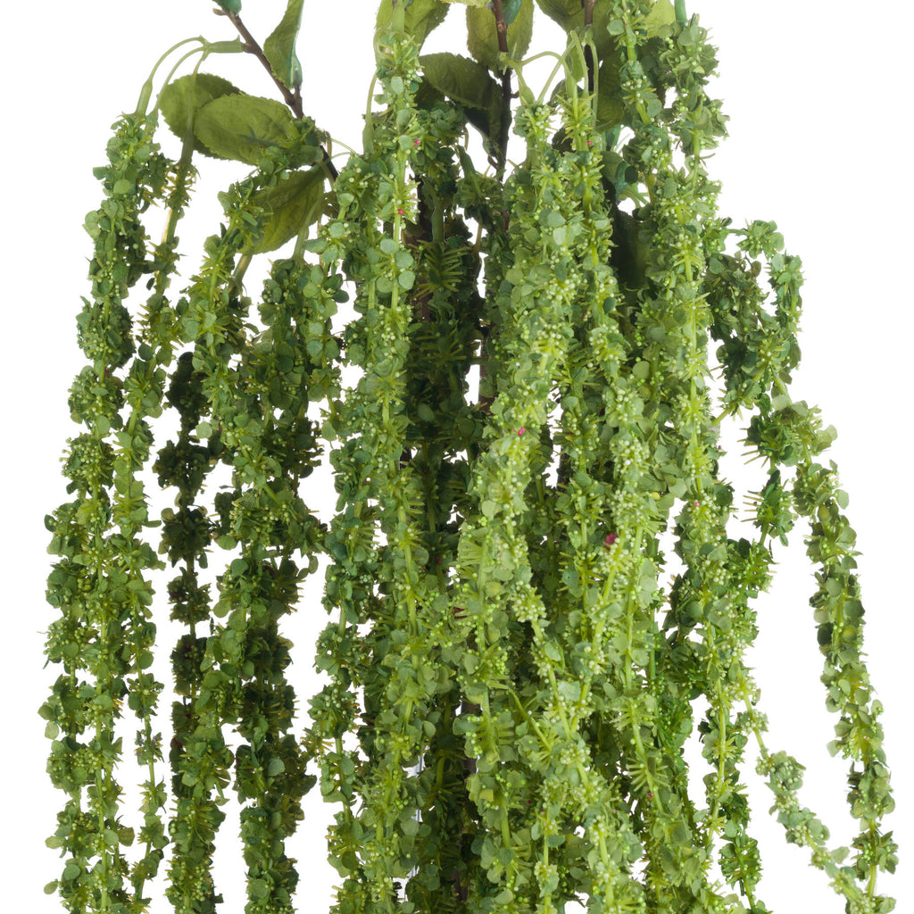 Green Amaranthus – alternate view 5