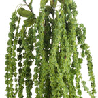 Green Amaranthus – alternate view 5