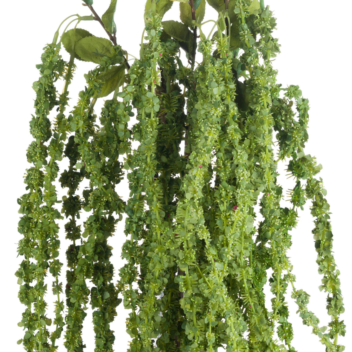 Green Amaranthus – alternate view 5
