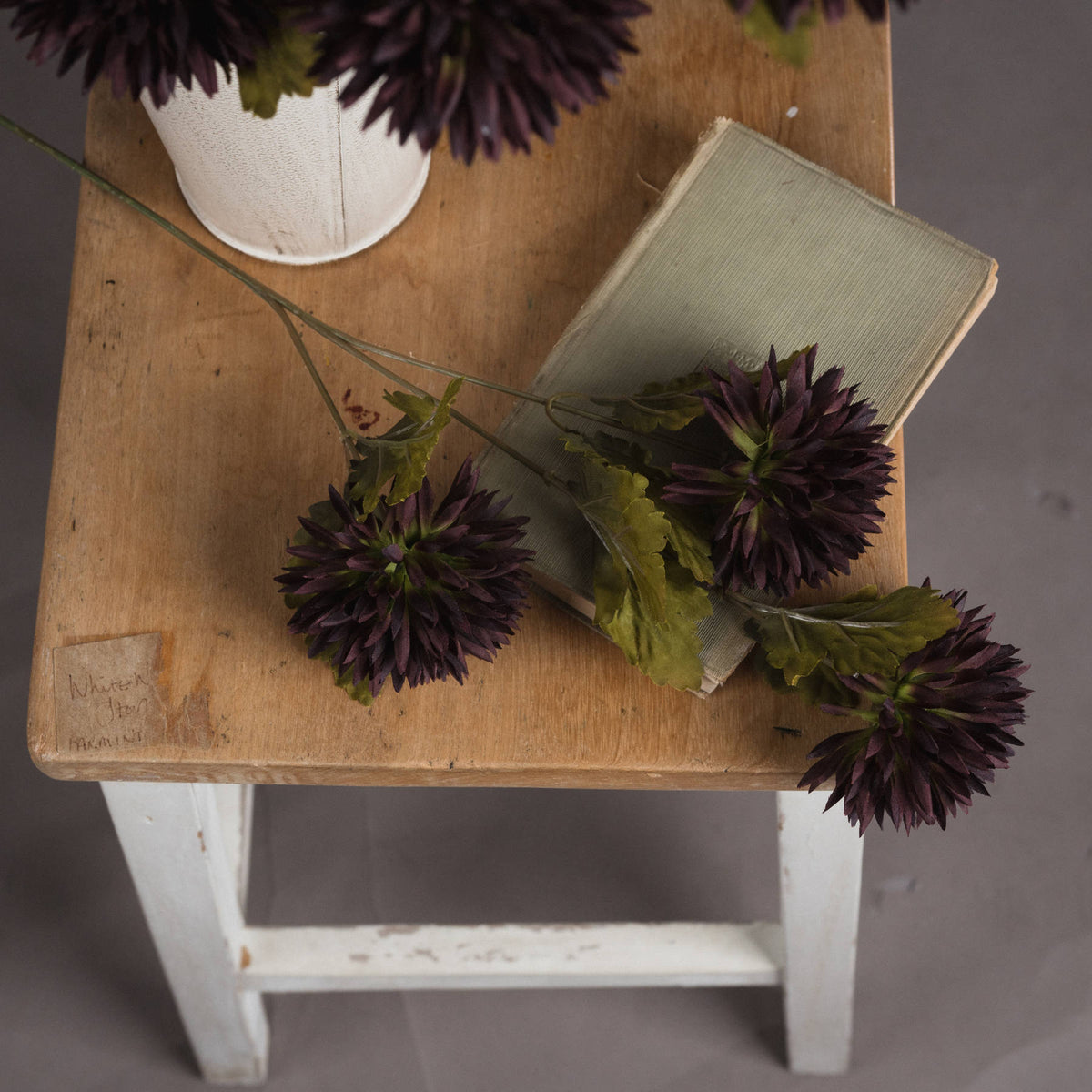 Chocolate Chrysanthemum – alternate view 2