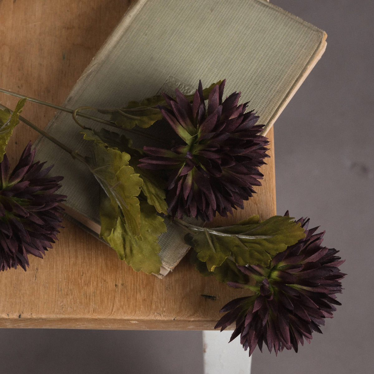 Chocolate Chrysanthemum – alternate view 3