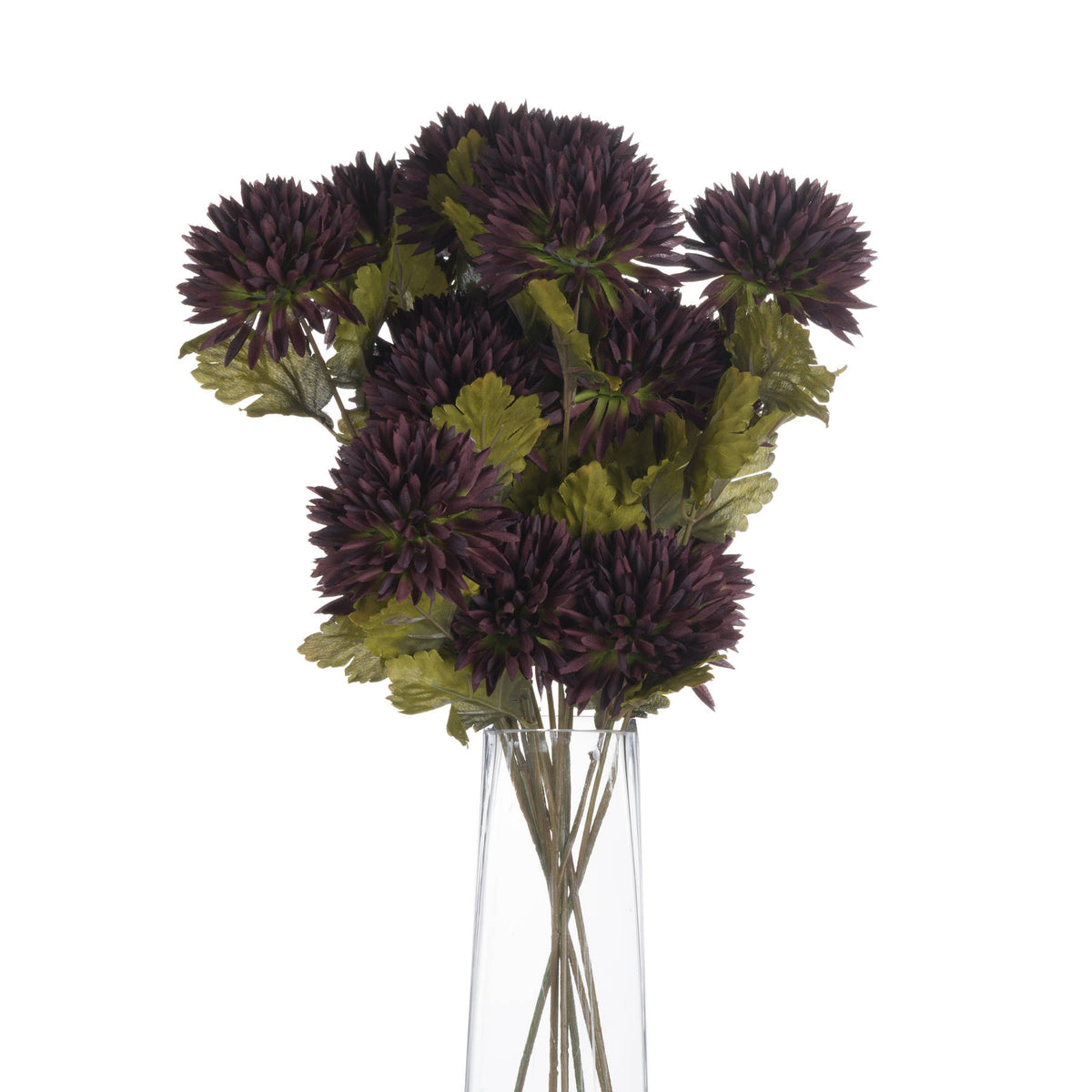 Chocolate Chrysanthemum – alternate view 4