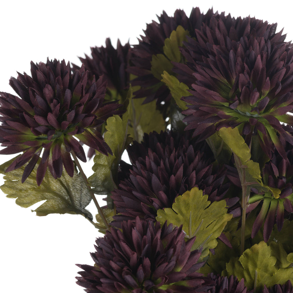 Chocolate Chrysanthemum – alternate view 5