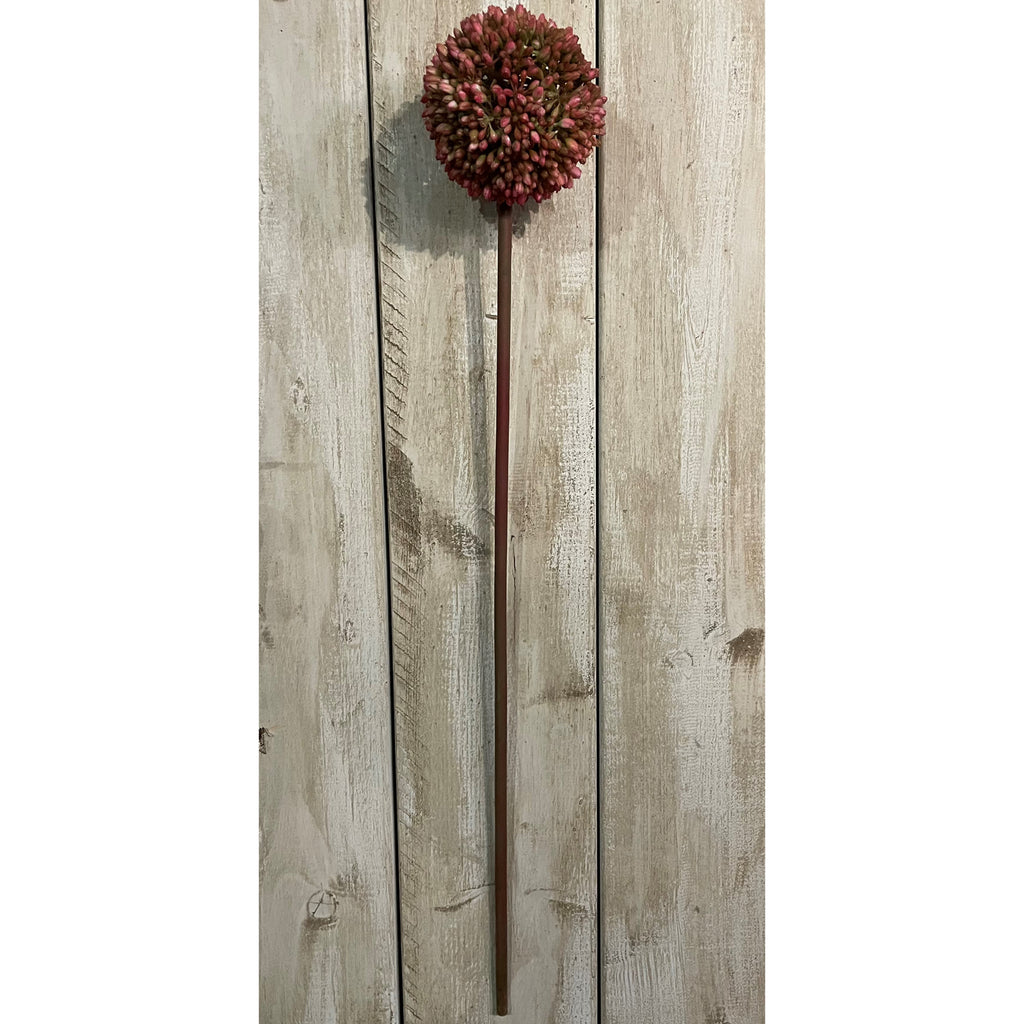 Pink Allium – alternate view 2