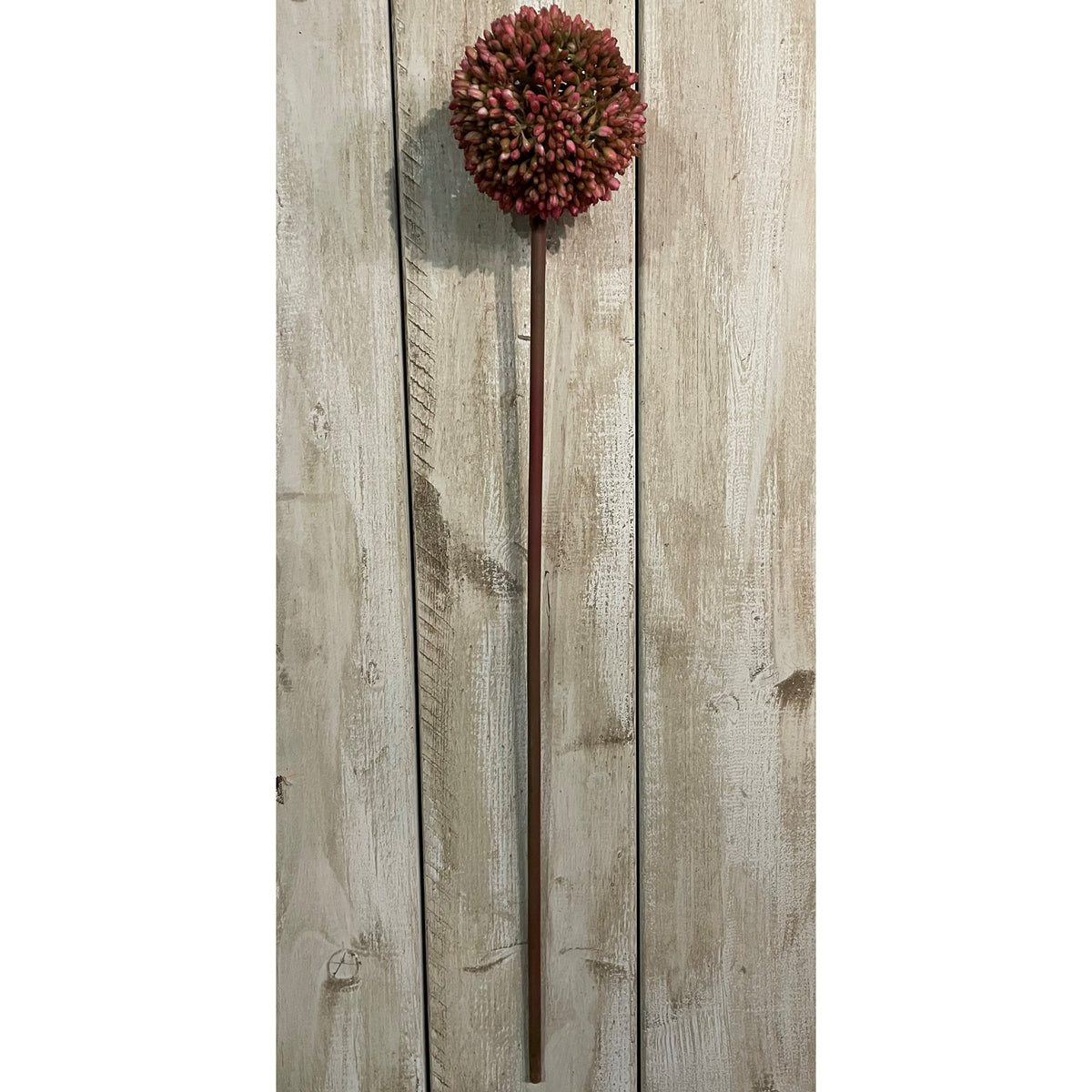 Pink Allium – alternate view 2
