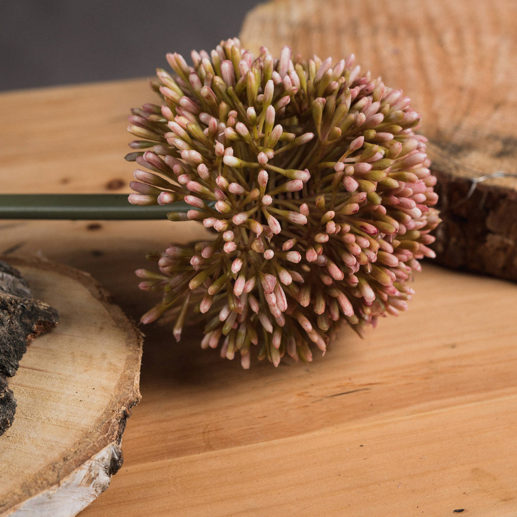 Pink Allium – alternate view 3