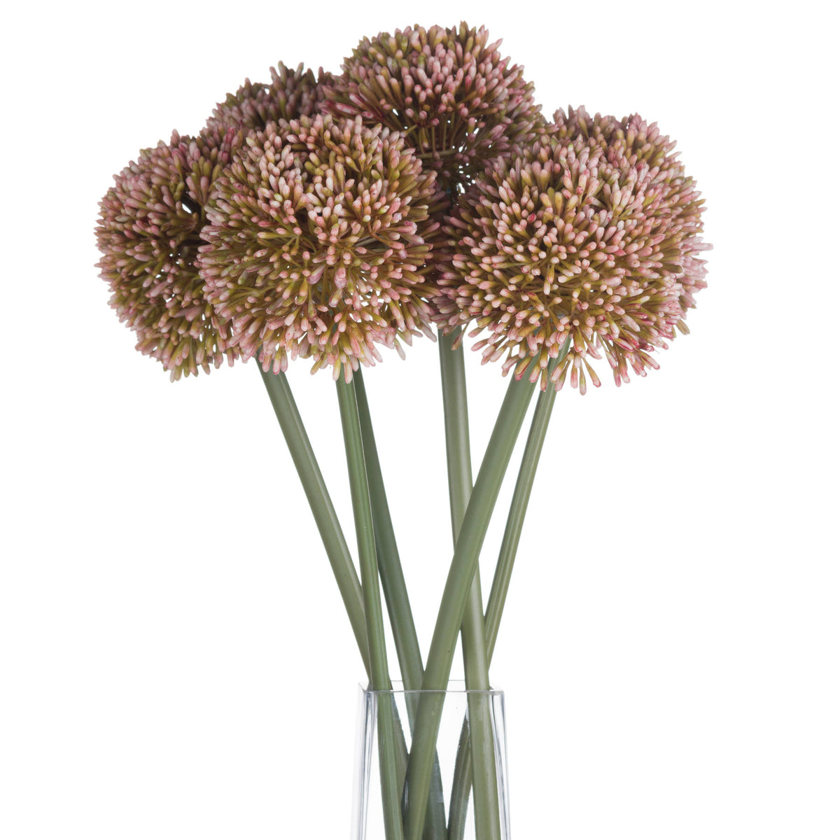 Pink Allium – alternate view 4