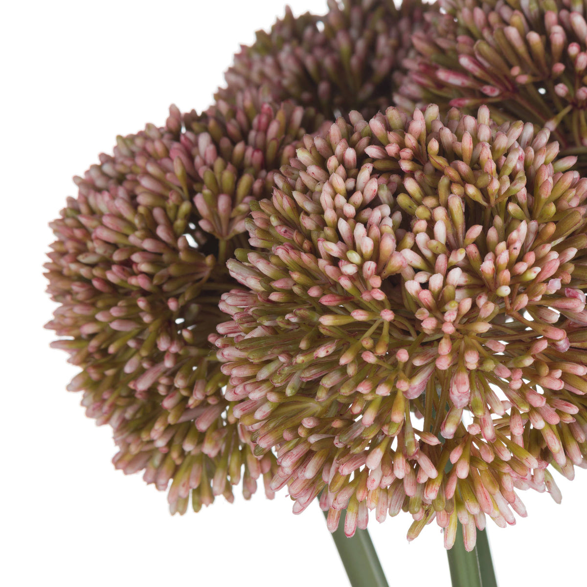 Pink Allium – alternate view 5