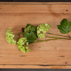 Green Viburnum Spray – alternate view 2