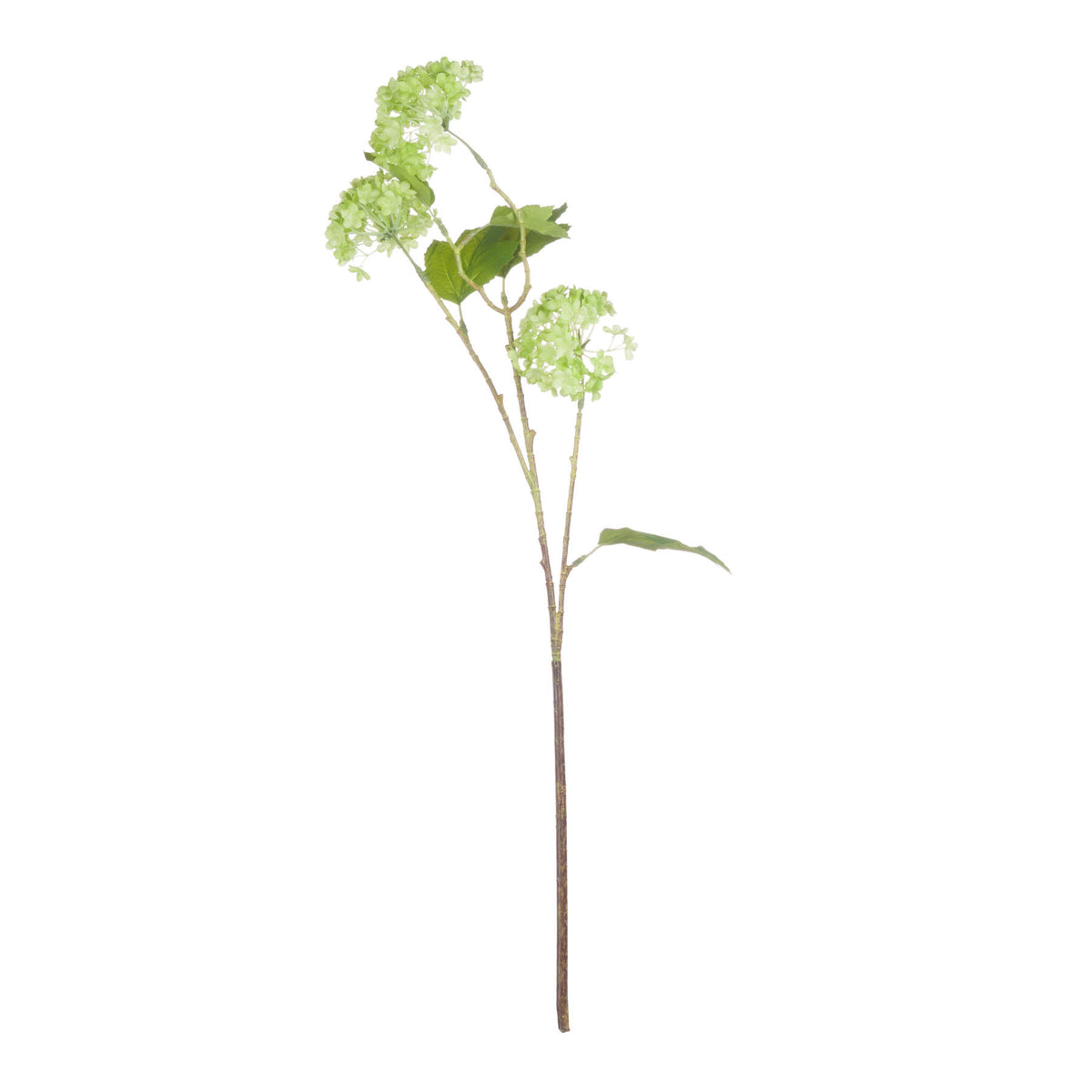 Green Viburnum Spray – alternate view 4