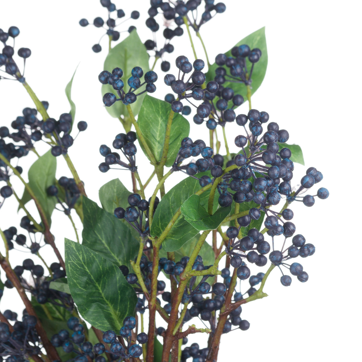 Viburnum Berry – alternate view 4