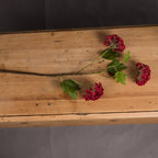 Red Autumnal Viburnum – alternate view 2