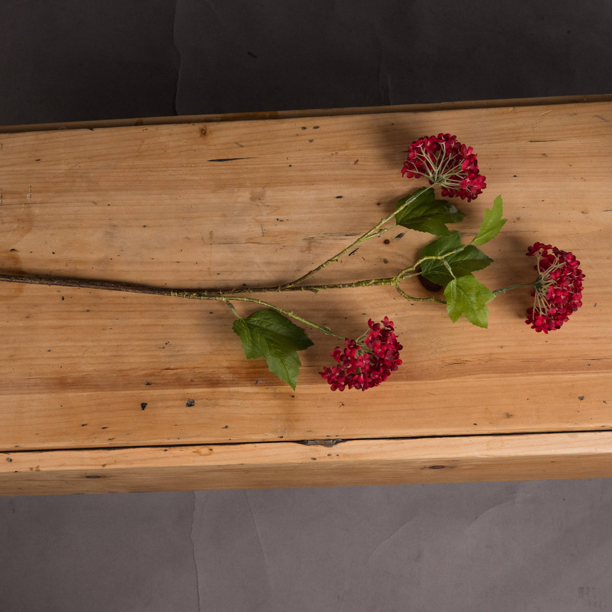 Red Autumnal Viburnum – alternate view 2