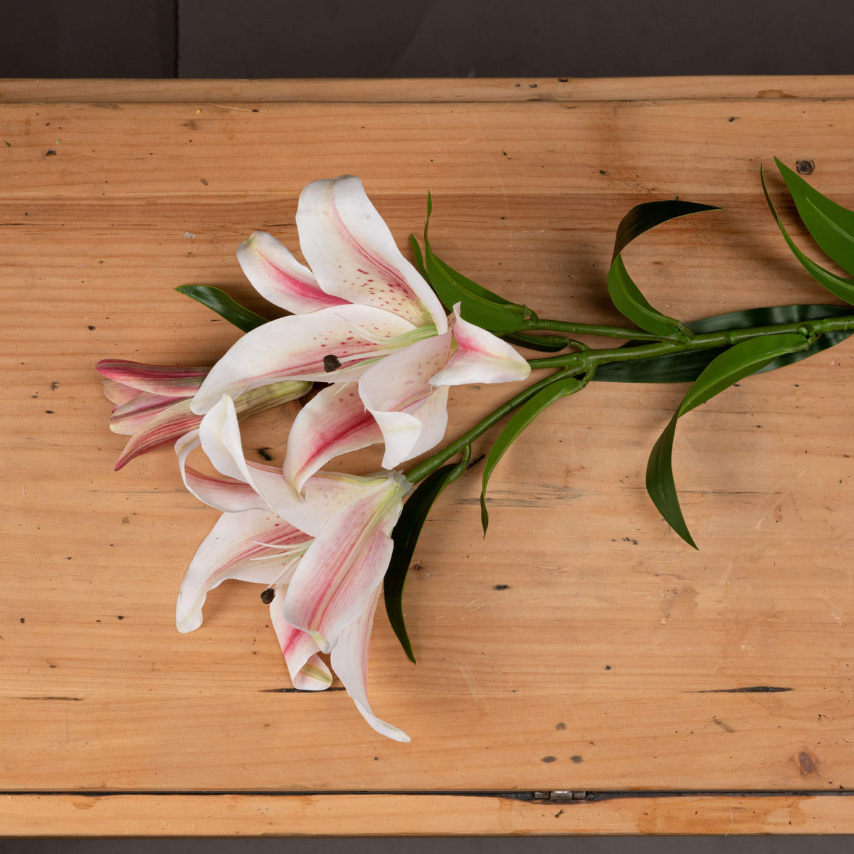 Stargazer Lily – alternate view 2