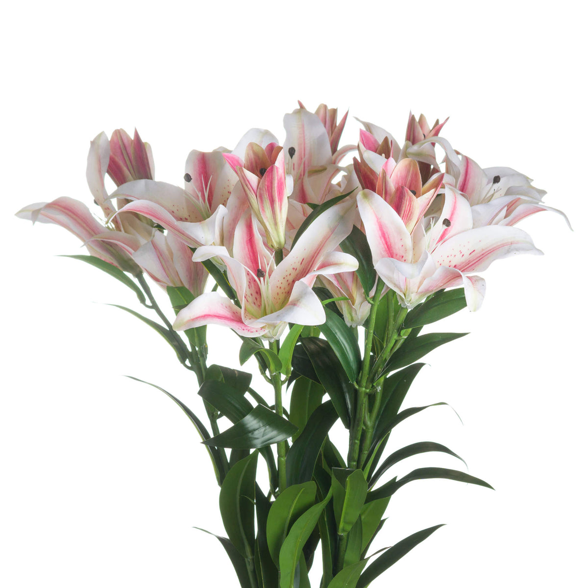 Stargazer Lily – alternate view 3