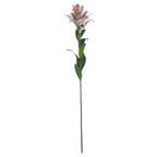 Stargazer Lily – alternate view 4