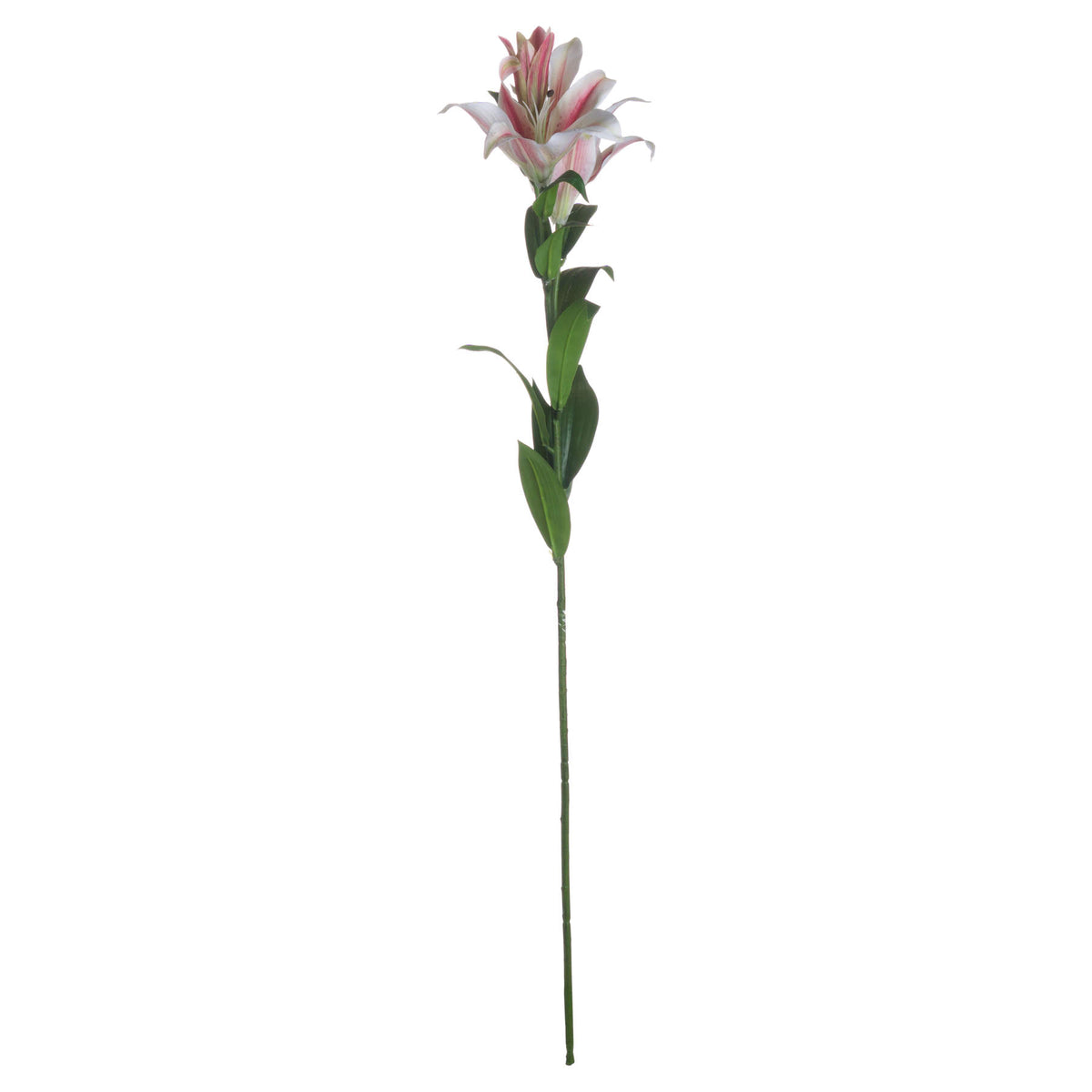 Stargazer Lily – alternate view 4