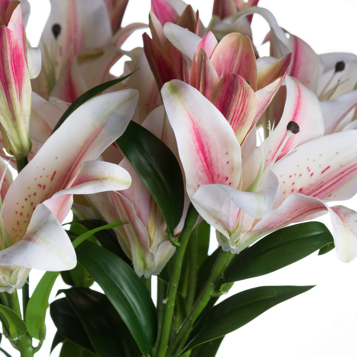 Stargazer Lily – alternate view 5