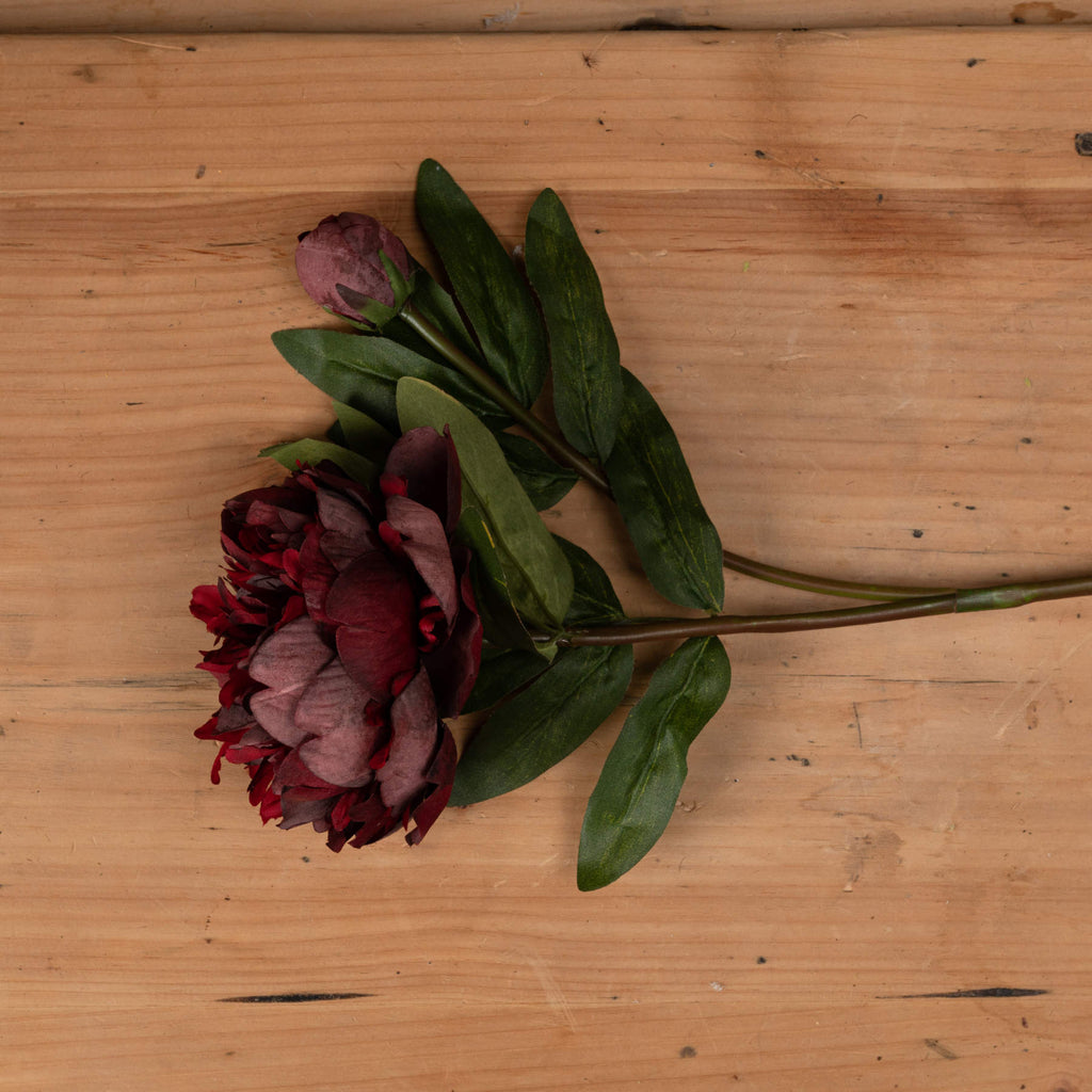 Burgundy Peony Rose – alternate view 2