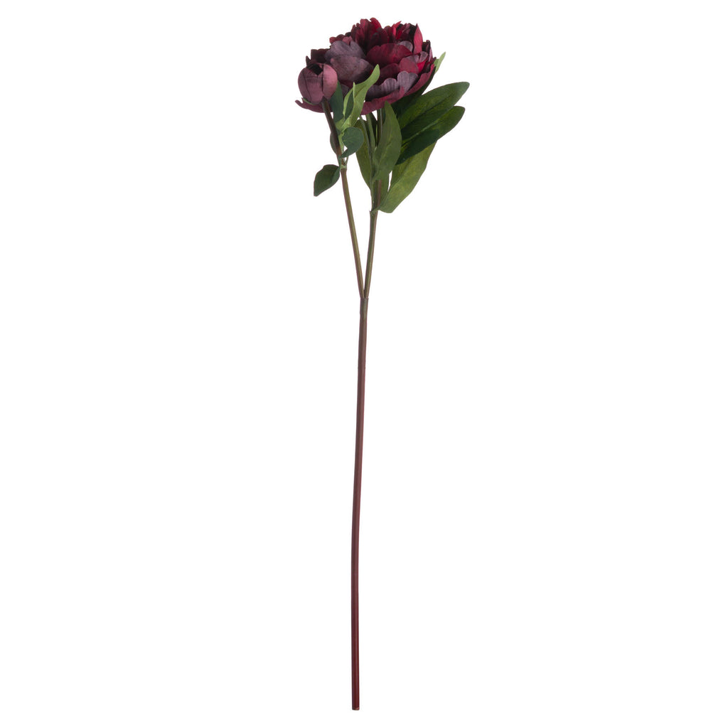 Burgundy Peony Rose – alternate view 4