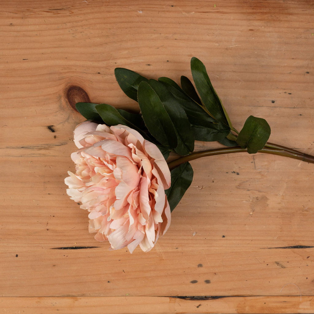 Peach Peony Rose – alternate view 2
